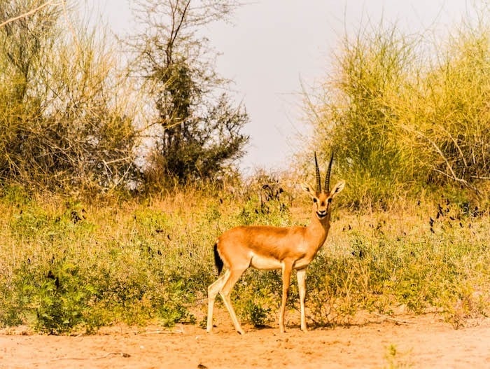 Wild life in osian desert Jodhpur